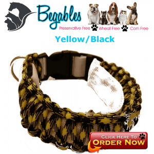Yellow Black LED Collar